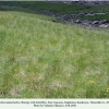 erebia melancholica biotope daghestan b